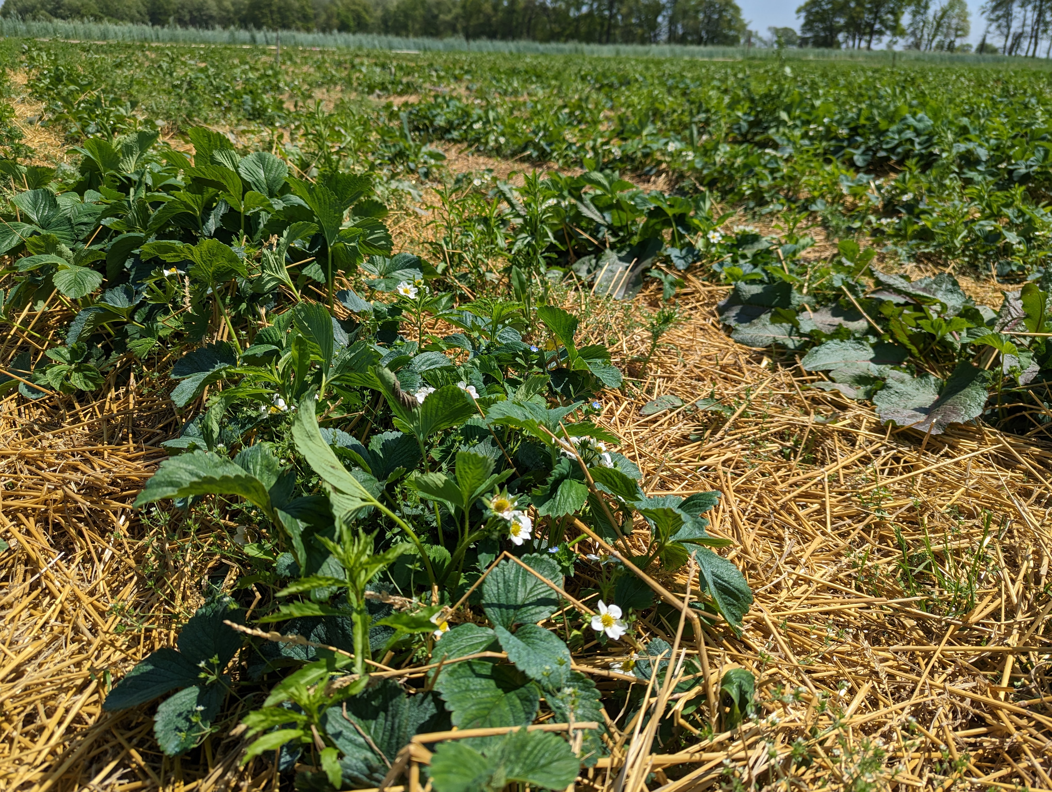 Strawberries in mulch starting to bloom.